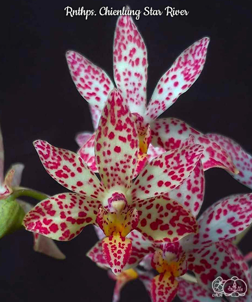 美琪園藝Miki Orchid - 品種詳細頁